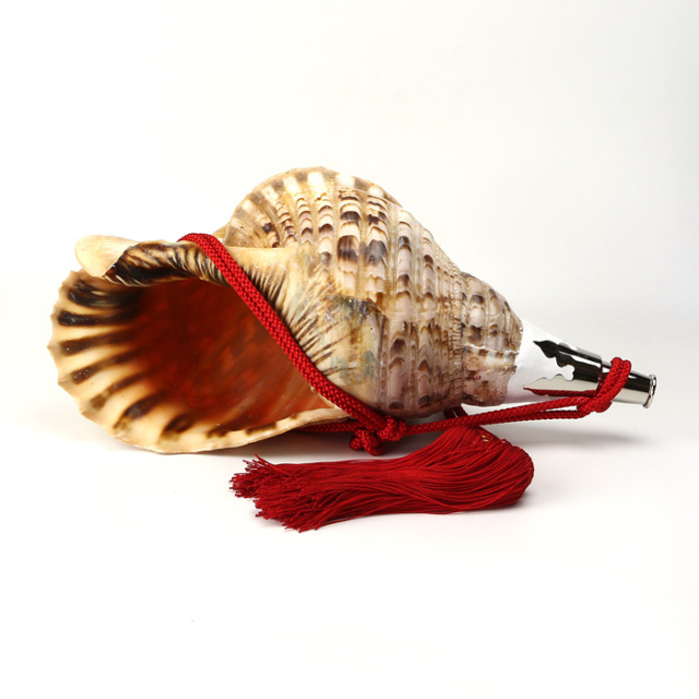 法螺貝 約37cm 大型 ホラ貝 ほら貝 法螺貝 超特大 約37cmホラ貝