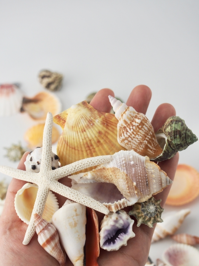 カラフルミックス【約2～6cm/約500g】En: Shells assorted (size:2