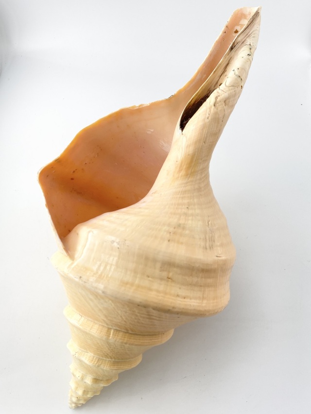 アラフラオオニシ磨きNO.2007【約45.5cm/約2430g/1個/現品】 En