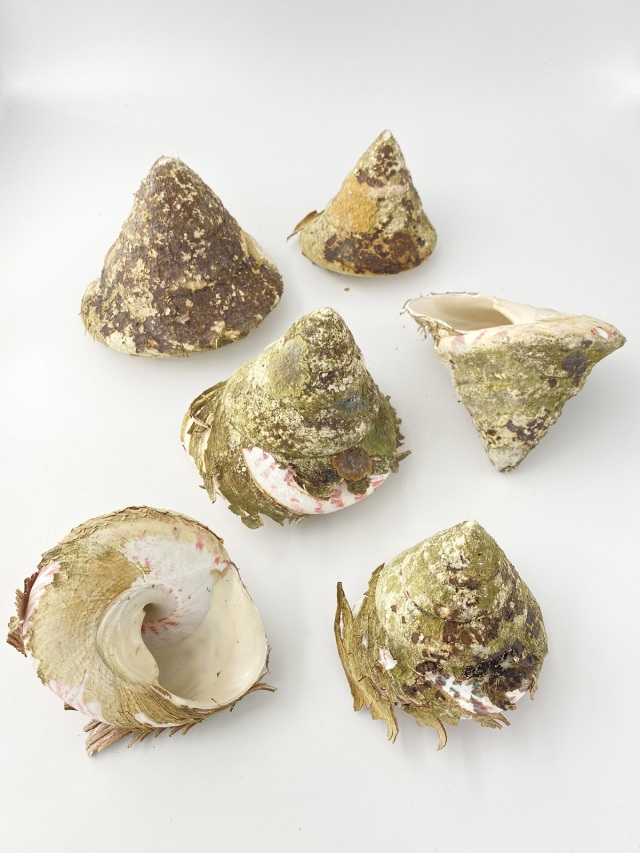 タカセガイ原貝 詰め合わせ（ミックスサイズ）200g～500g程度の