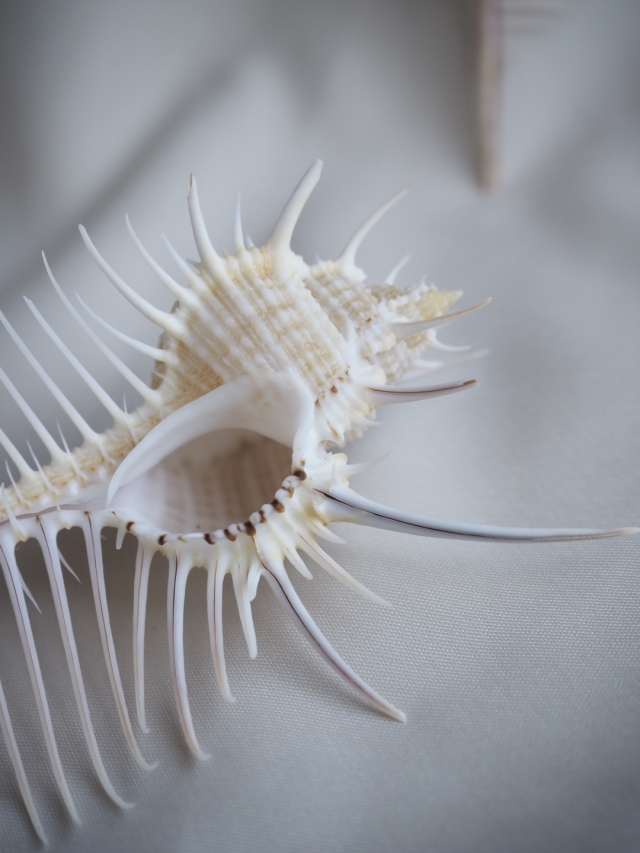 ホネガイ【13cm前後】 En: Murex Pecten (size:approx.13cm) 貝殻