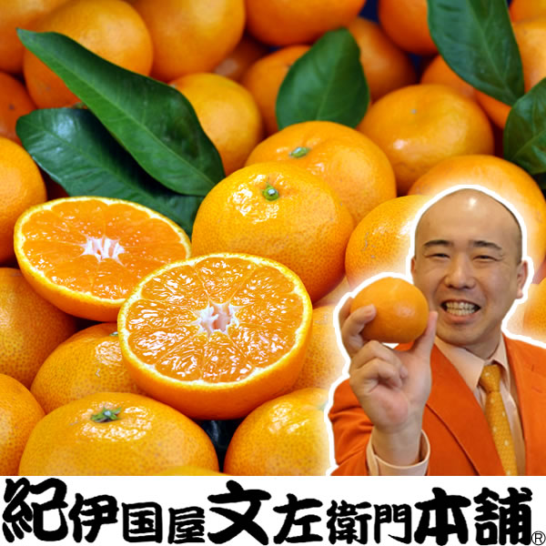 有田みかん20kg送料無料