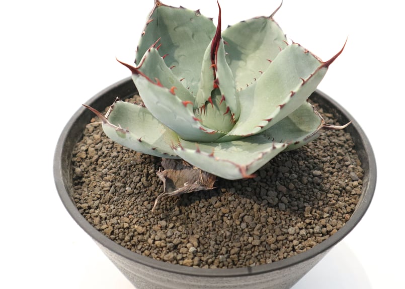 アガベ パリー トランカータ Agave parryi truncata huntington