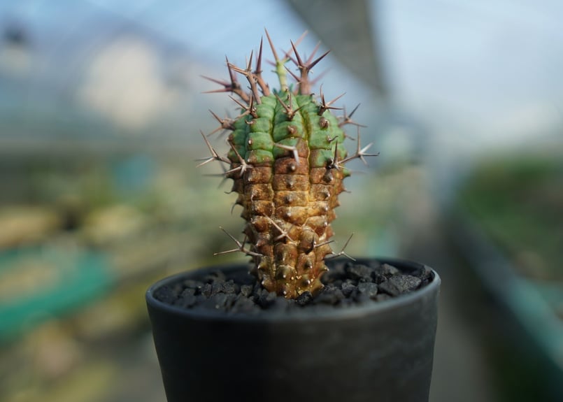 ユーフォルビア 群星冠 Euphorbia stellispina No.1 | mana'