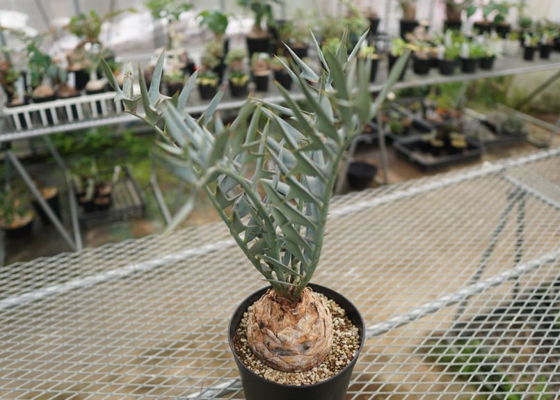 エンセファラルトス ホリダス Encephalartos horridus NO.4 |