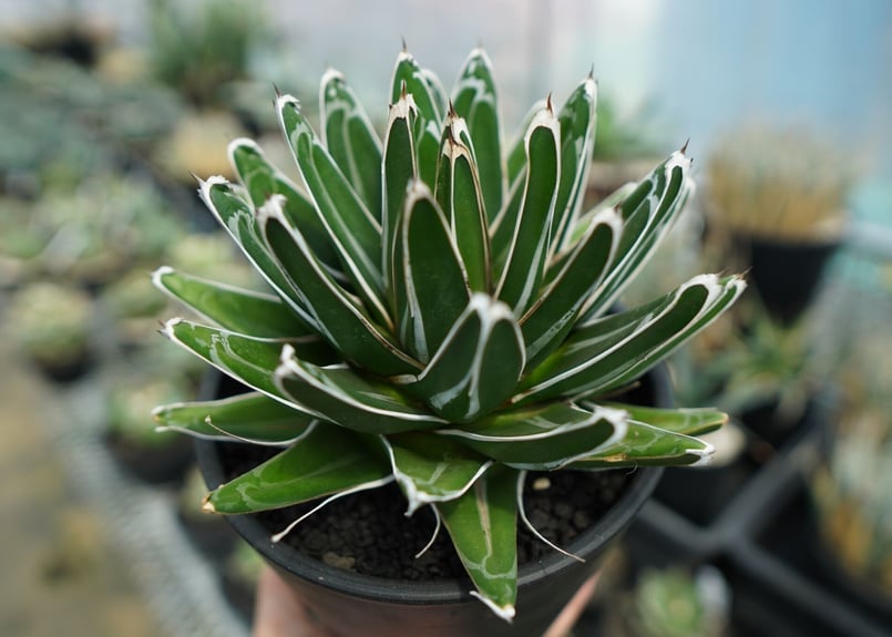 アガベ 笹の雪 Agave victoriae reginae | mana's farm:塊