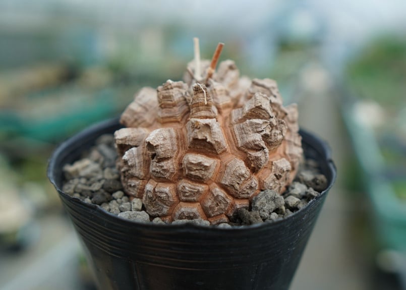 GIRUVI Dioscorea Elephantipes 亀甲竜 アフリカ亀甲竜 Dioscorea