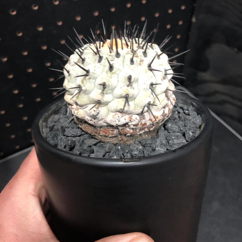 コピアポア 孤竜丸 Copiapoa sinerea var.columna-alba 木質化