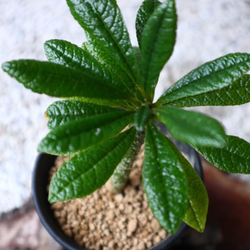 ドルステニア ギガス Dorstenia gigas no.101404 | 芽の巣山
