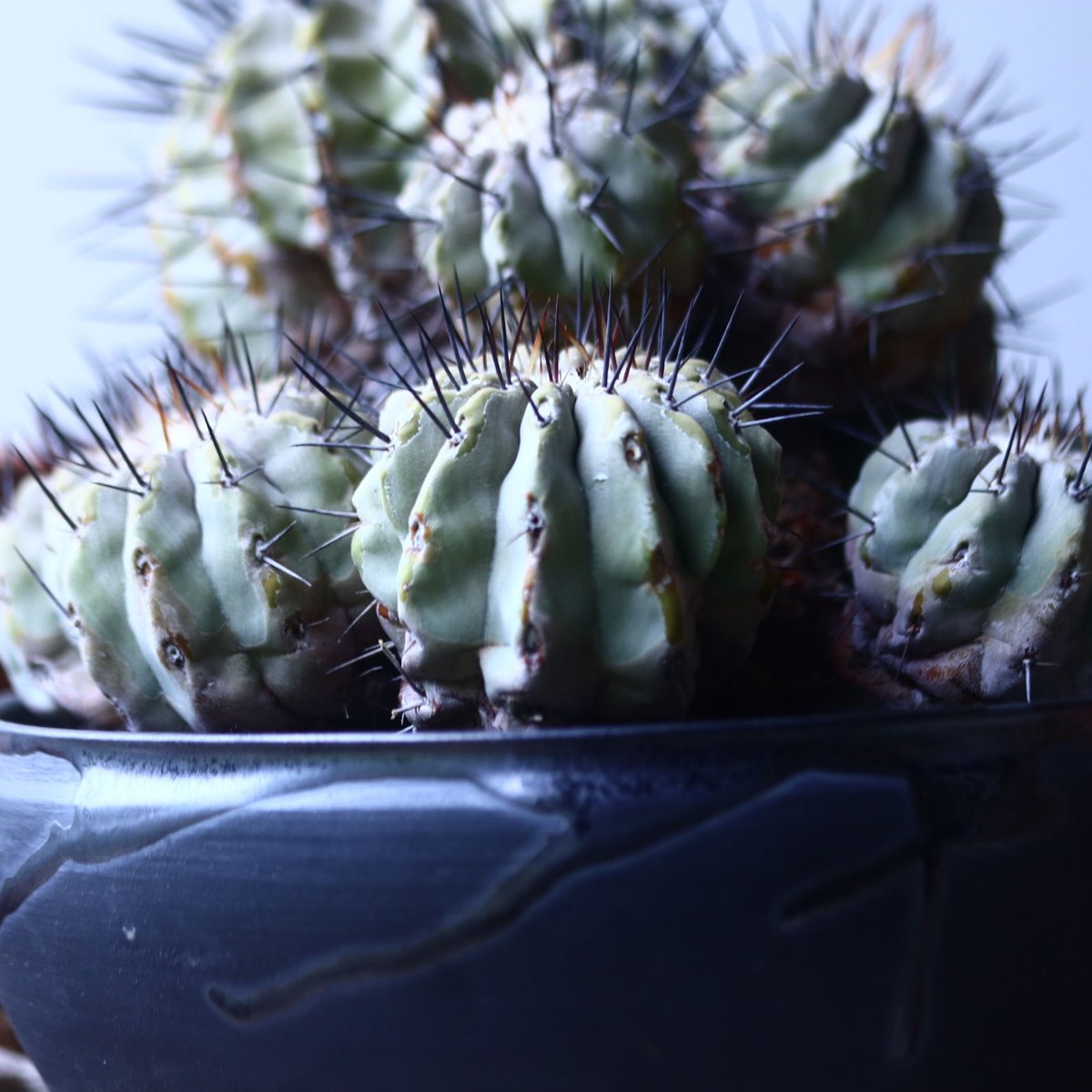 コピアポア 黒王丸 Copiapoa cinerea no.42695 | 芽の巣山