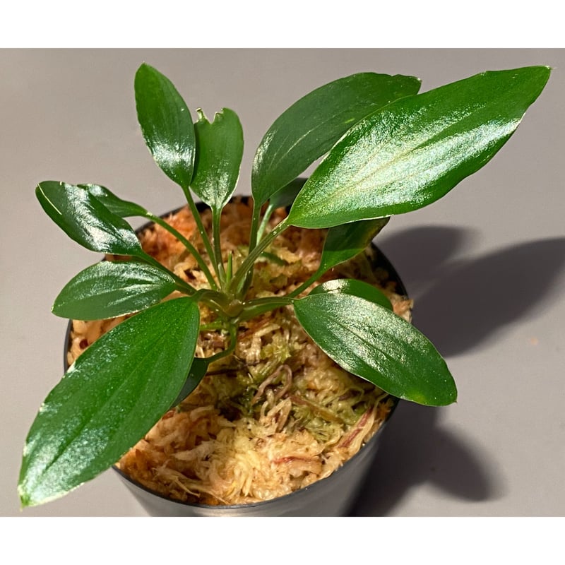 Homalomena sp. 