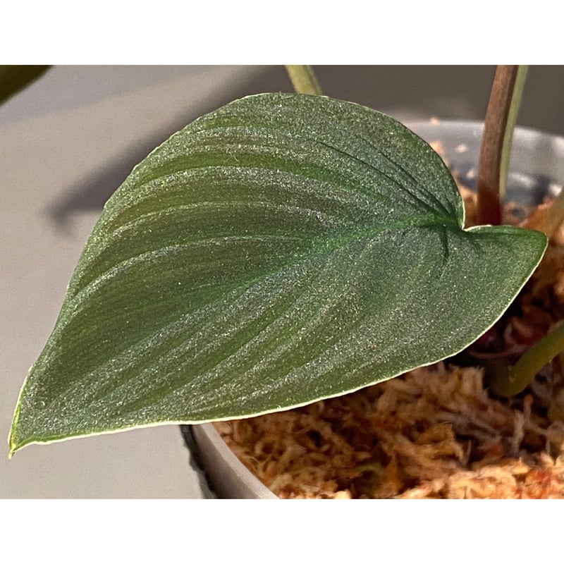 Homalomena sp. from Sumatera Utara [LA0318-01]