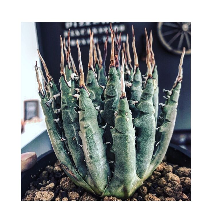 agave utaensis var.eborispina（var.陽炎type）※現地球