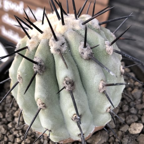 copiapoa黒王丸 | STORES