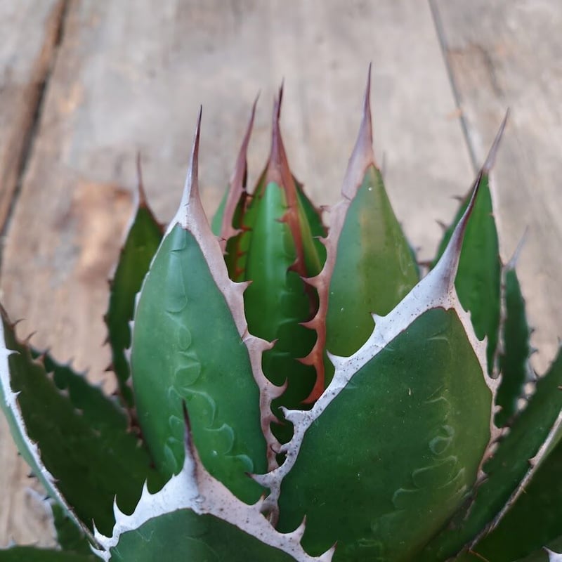 アガベ ホリダ agave horrida 4 【大株・美株】 | Mellow Yard