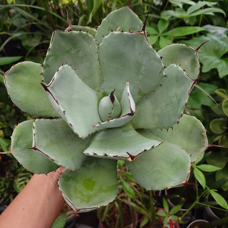 アガベ パリー トランカータ agave parryi truncata P5 | Mello