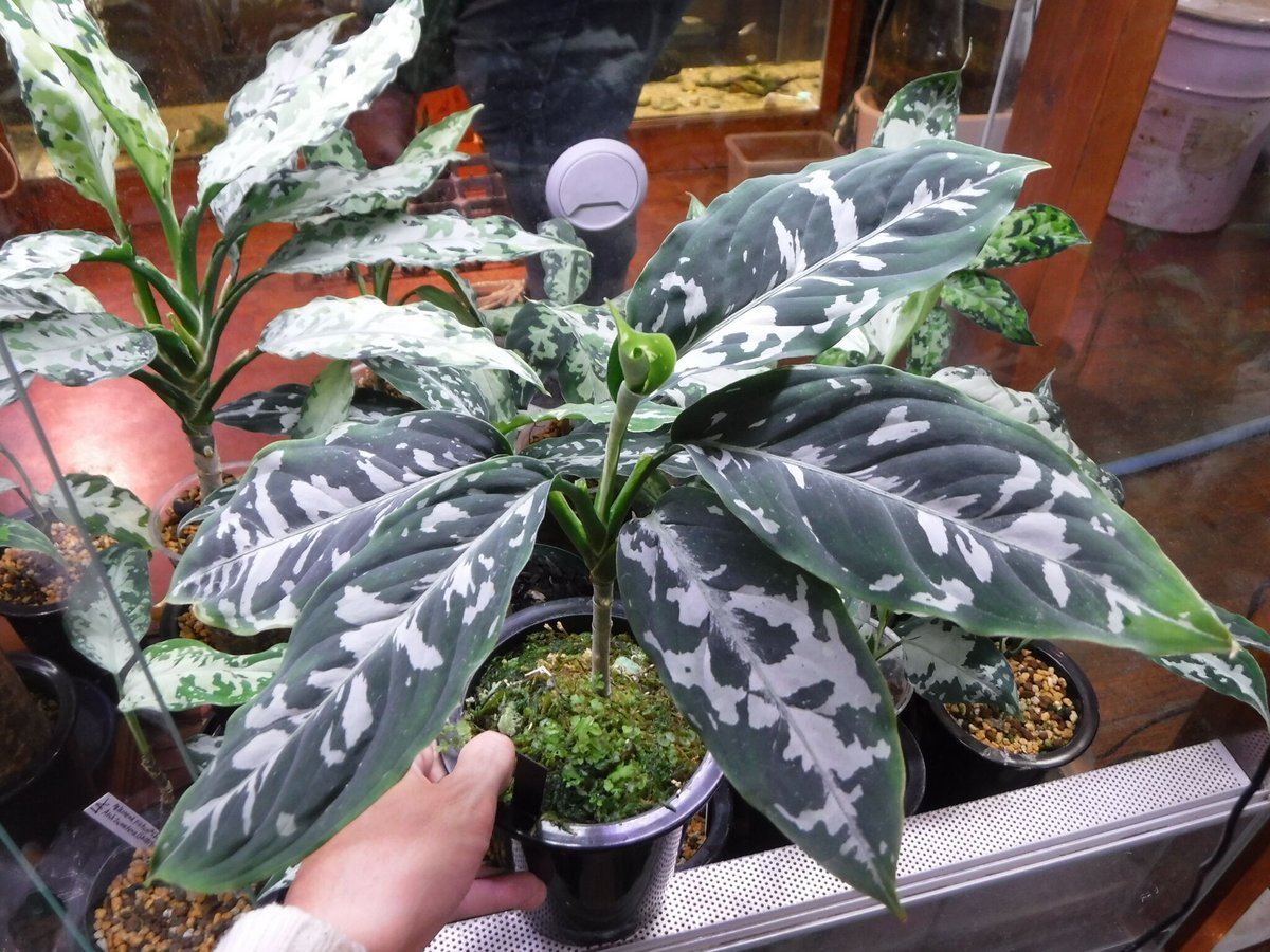 Aglaonema pictum argentum Grando Aceh, Sumatera