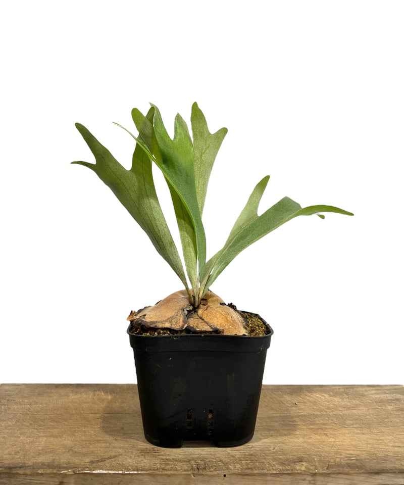 ビカクシダ ビフルカツム ポップコーン 「Platycerium bifurcatum Pop