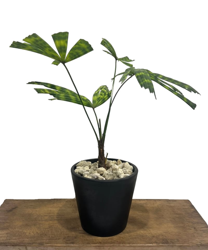 リクアラ マッタネンシス マプ 「Licuala mattanensis 'Mapu' 」85