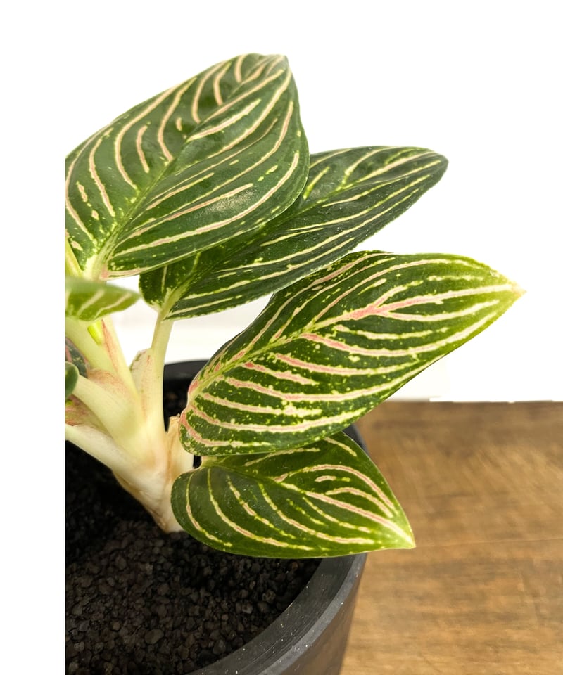 アグラオネマ ゴールデンホープ「Aglaonema Golden Hope」9/7-89C-1