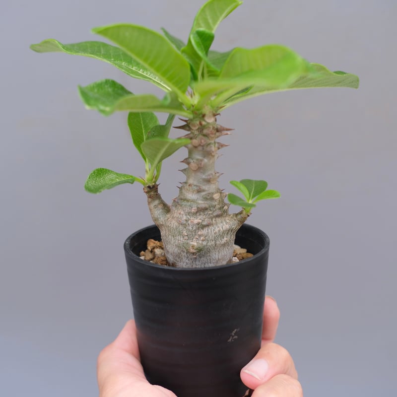 パキポディウム ウィンゾリー 実生株 057 Pachypodium windsorii |