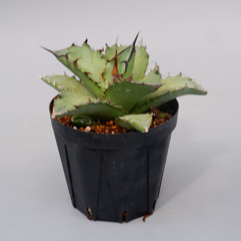 アガベ オテロイ 実生株 Agave oteroi seeding 101 | Sunny