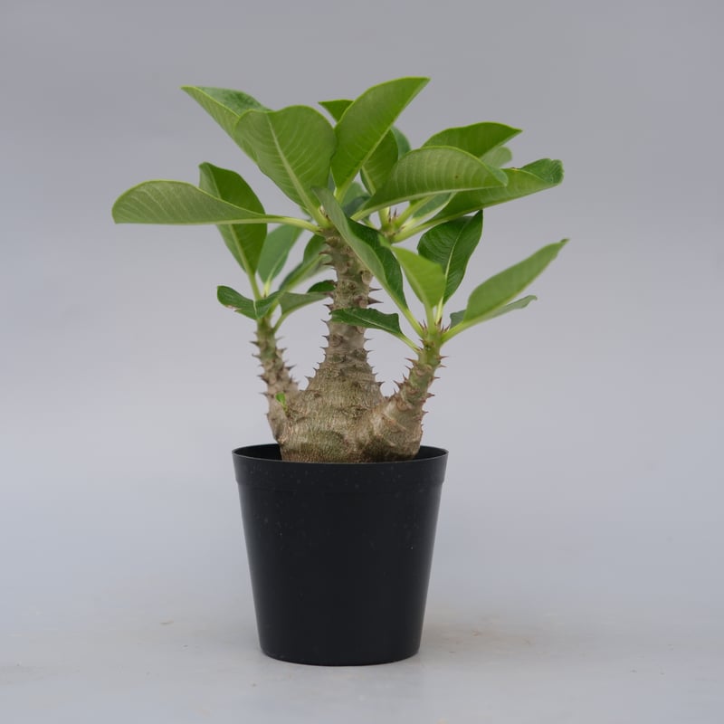 パキポディウム ウィンゾリー 実生株 077 Pachypodium windsorii |