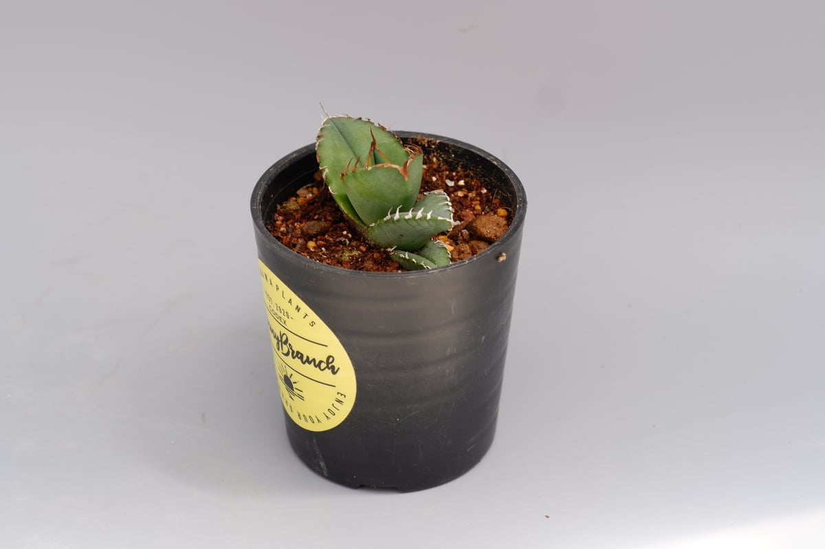 アガベ オテロイ 実生株 Agave oteroi seeding 100 | Sunny