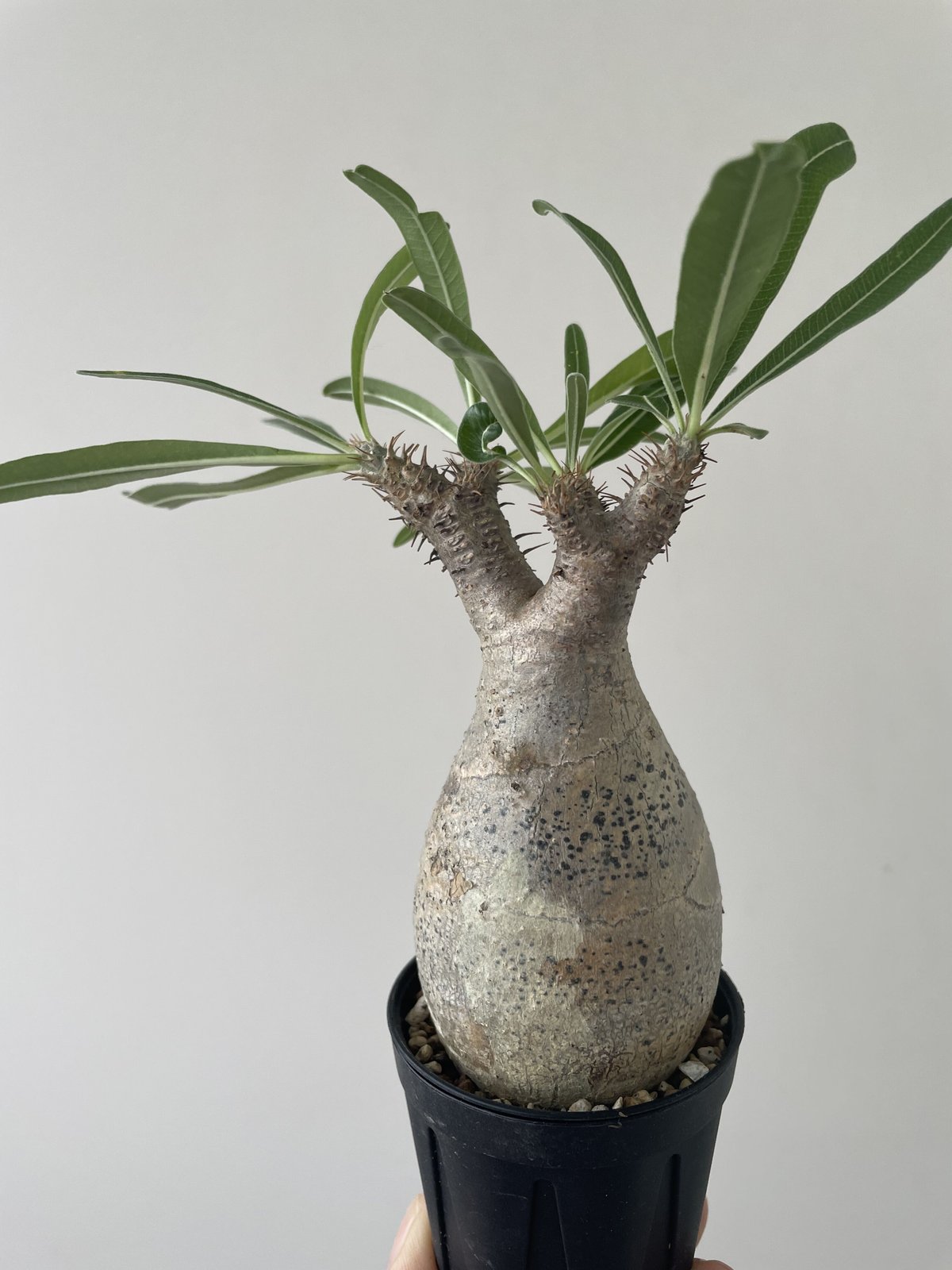 塊根植物 グラキリス 現地株 発根済 幹固め 発根管理半年間以上