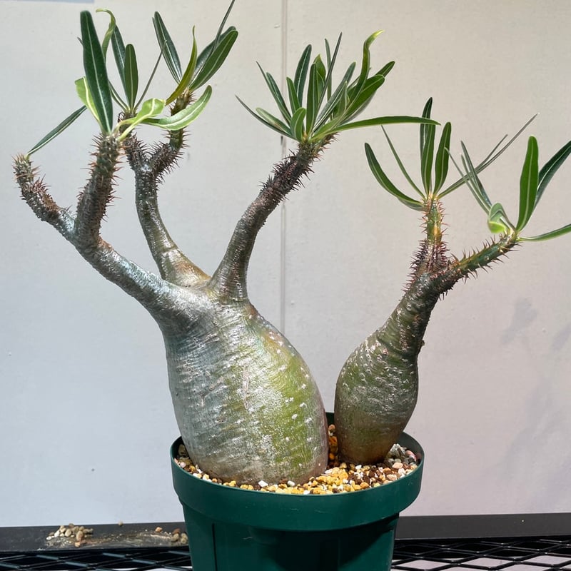パキポディウム グラキリス 多頭株 | R_Plants.ONLINE