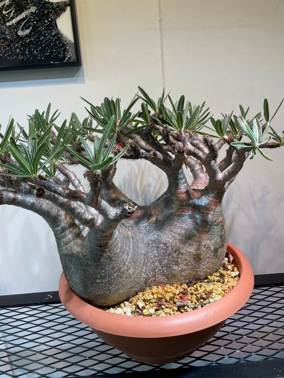 パキポディウム グラキリス 多頭特大株 | R_Plants.ONLINE