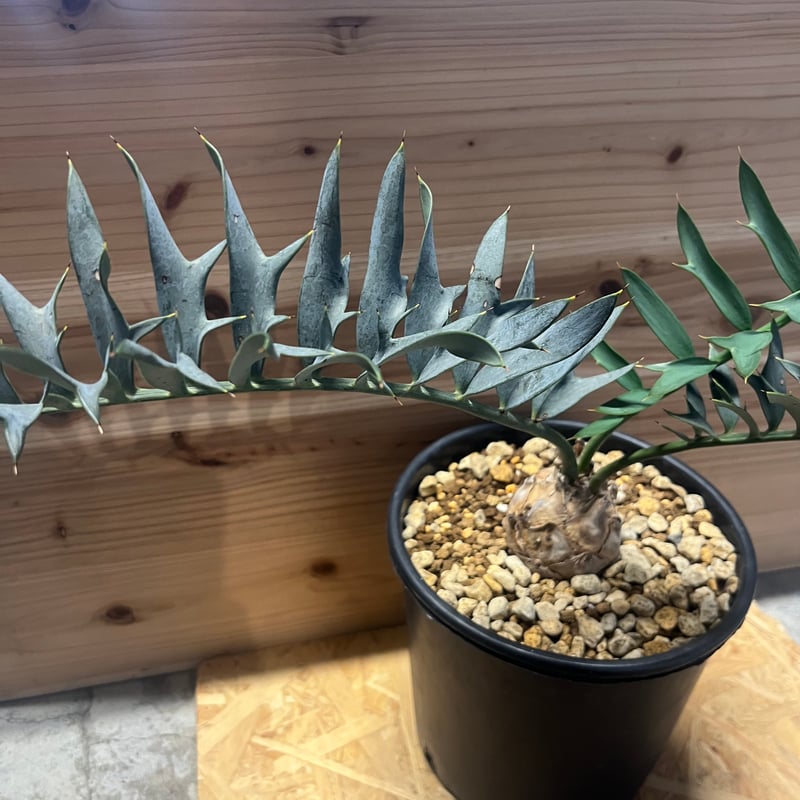 種子 希少 エンセファラルトス ホリダス horridus seed 【公式通販】