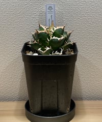 SP-31］ アガベ チタノタ “シーザー”（Lize産） Agave Titanota C