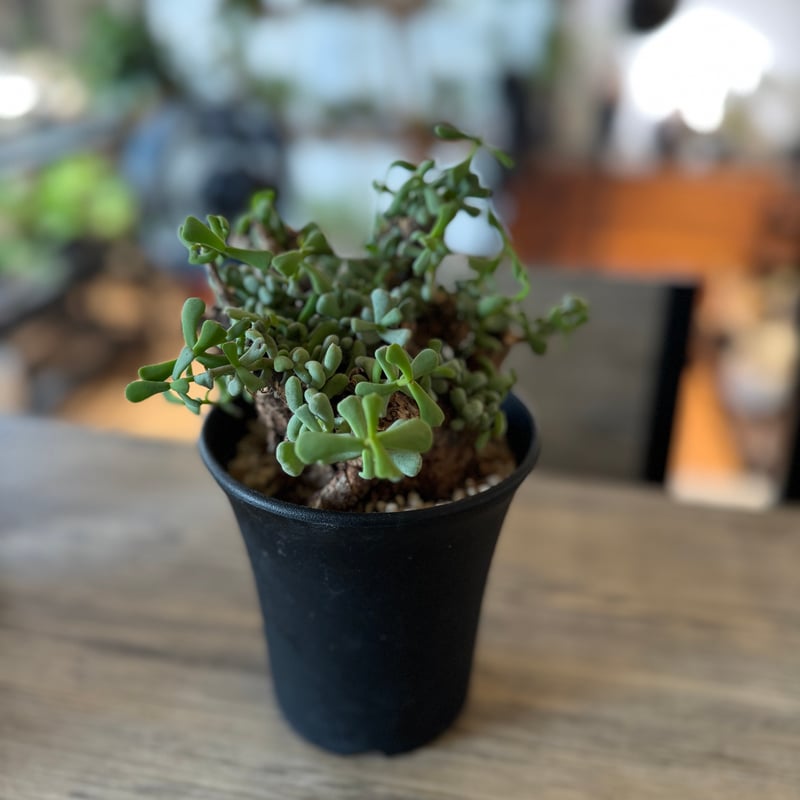 冬型植物 ケラリア ピグマエア | plants TORICO