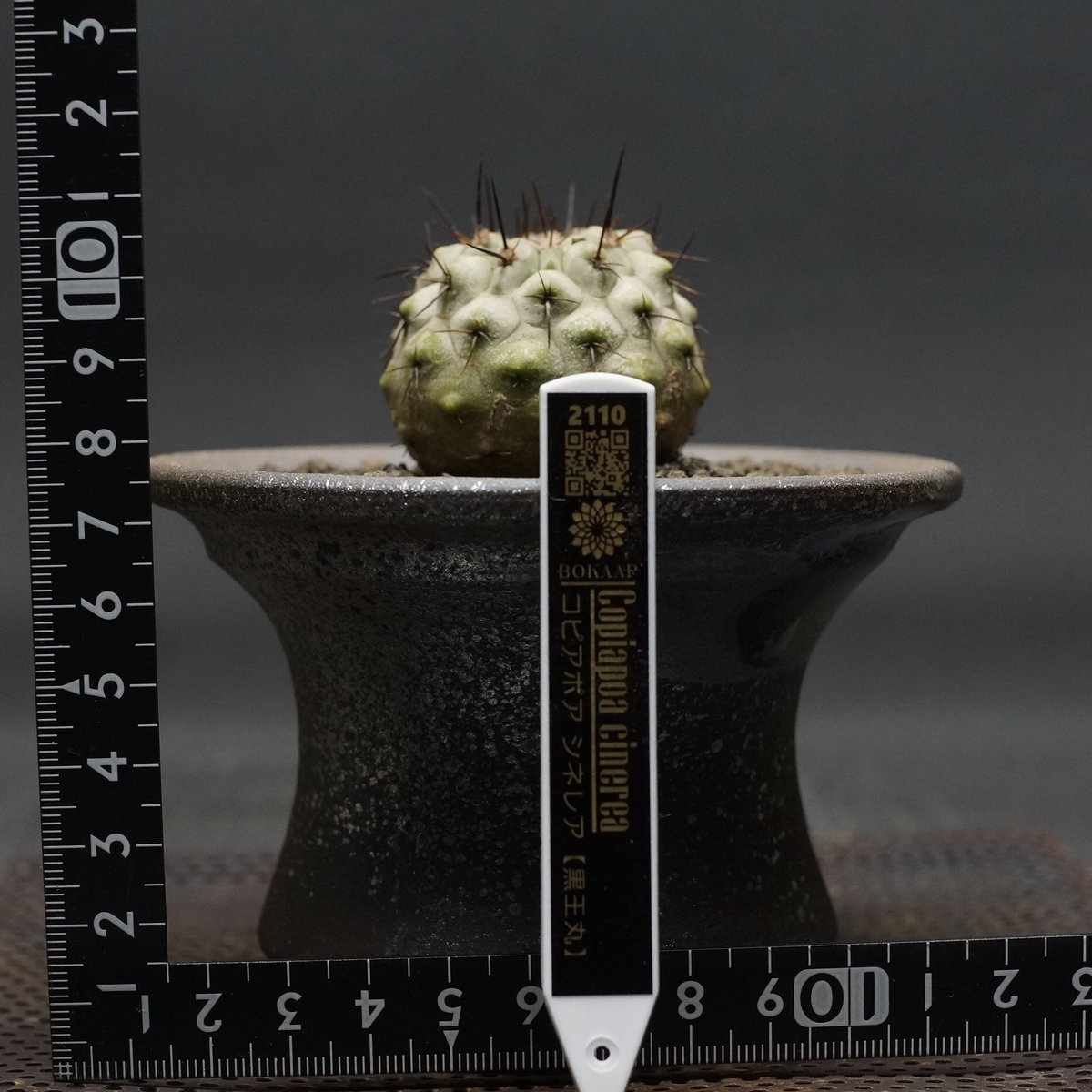 Copiapoa cinerea