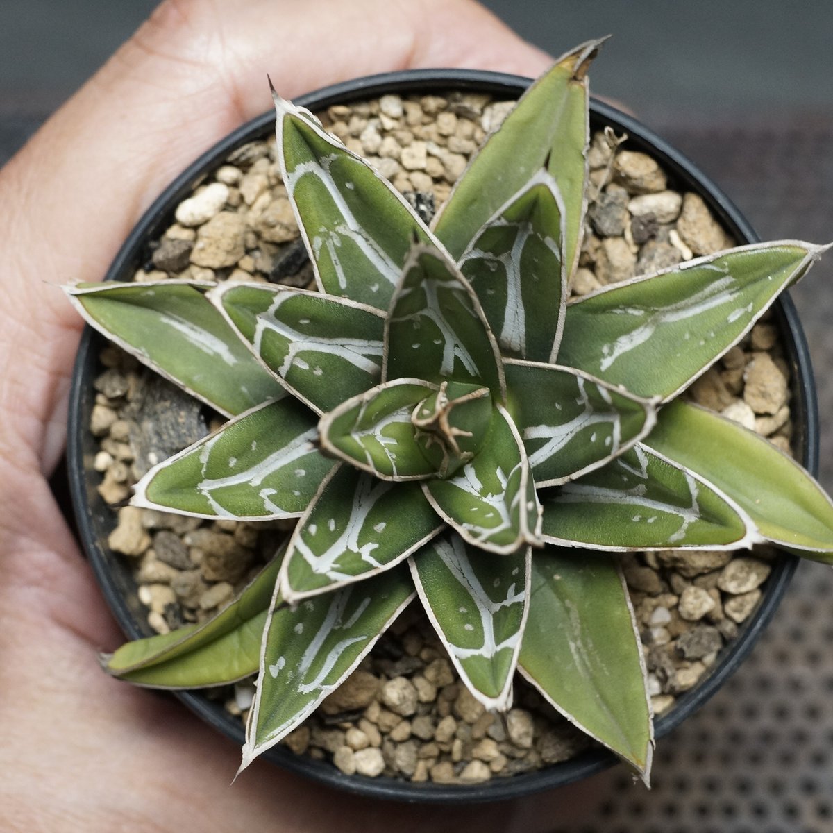 Agave victoriae-reginae ssp.swobodae