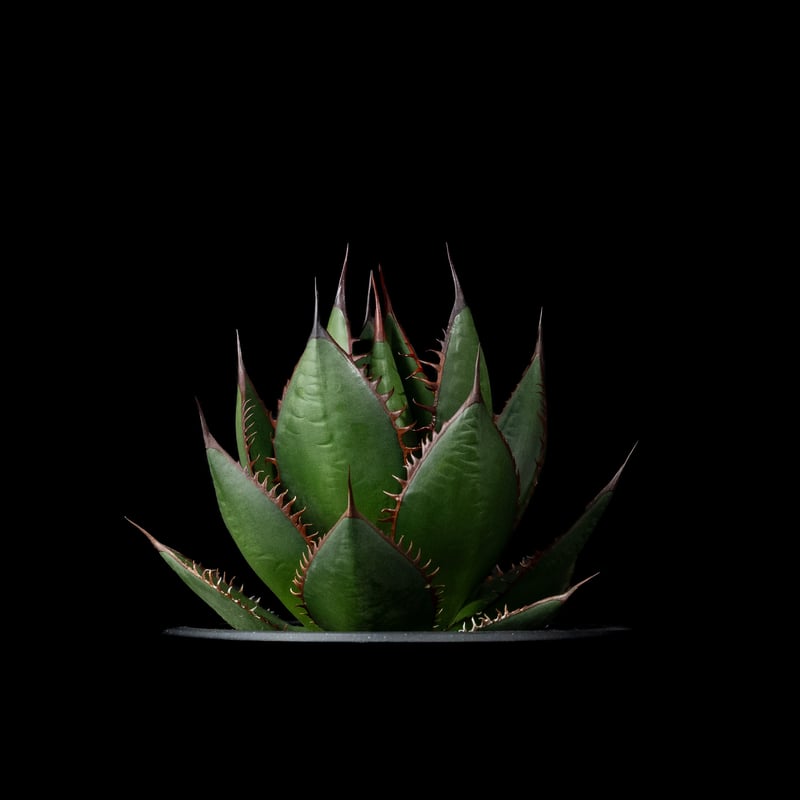 アガベ ホリダ / Agave horrida ssp. horrida #6 | Ducks
