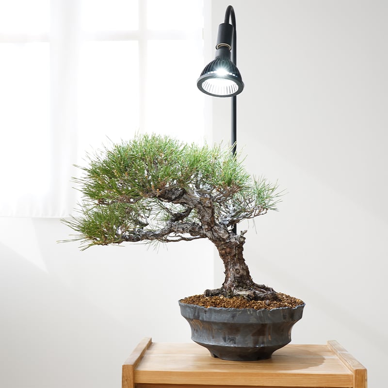 BARREL LED NEO AMATERAS 20W | Ducks ( plants. )