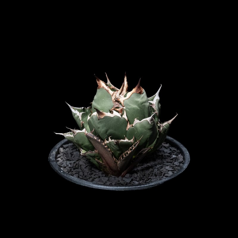 アガベ チタノタ 姫厳竜 子株付き / Agave titanota 'Dwarf' #14