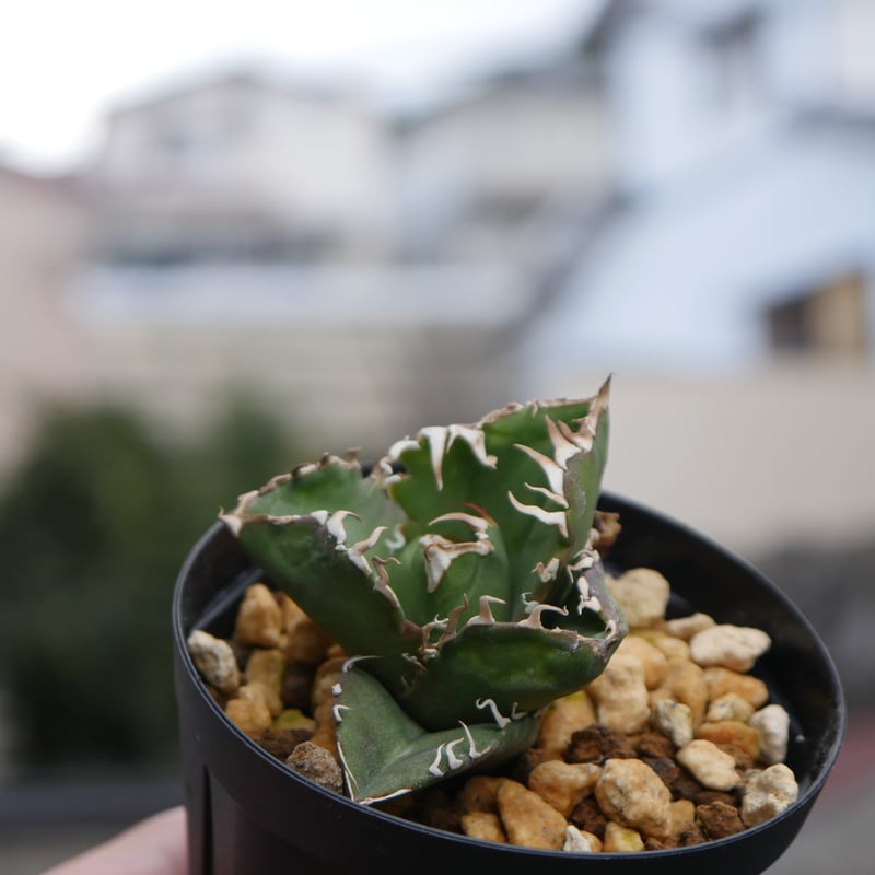 Agave cg01 COK/追星 極上株 | Hobbies Plant