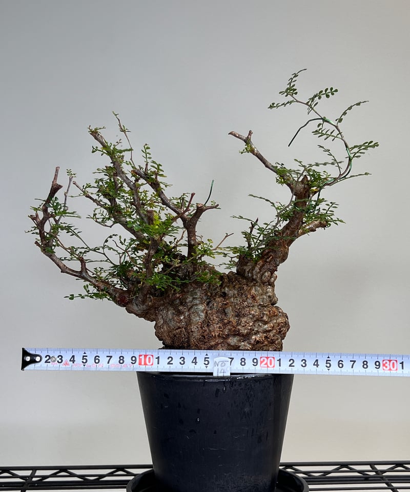 オペルクリカリアパキプス No.14 | R&A Caudex Plants