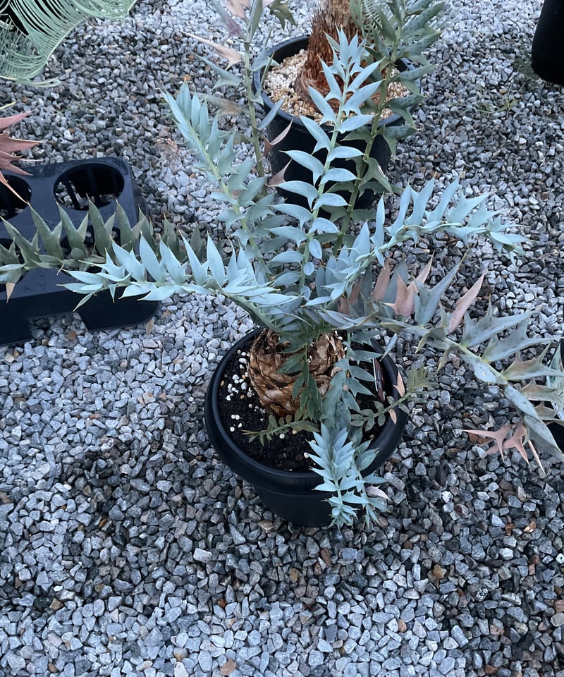 エンセファラルトス・ホリダス 03 Encephalartos horridus | Sun・