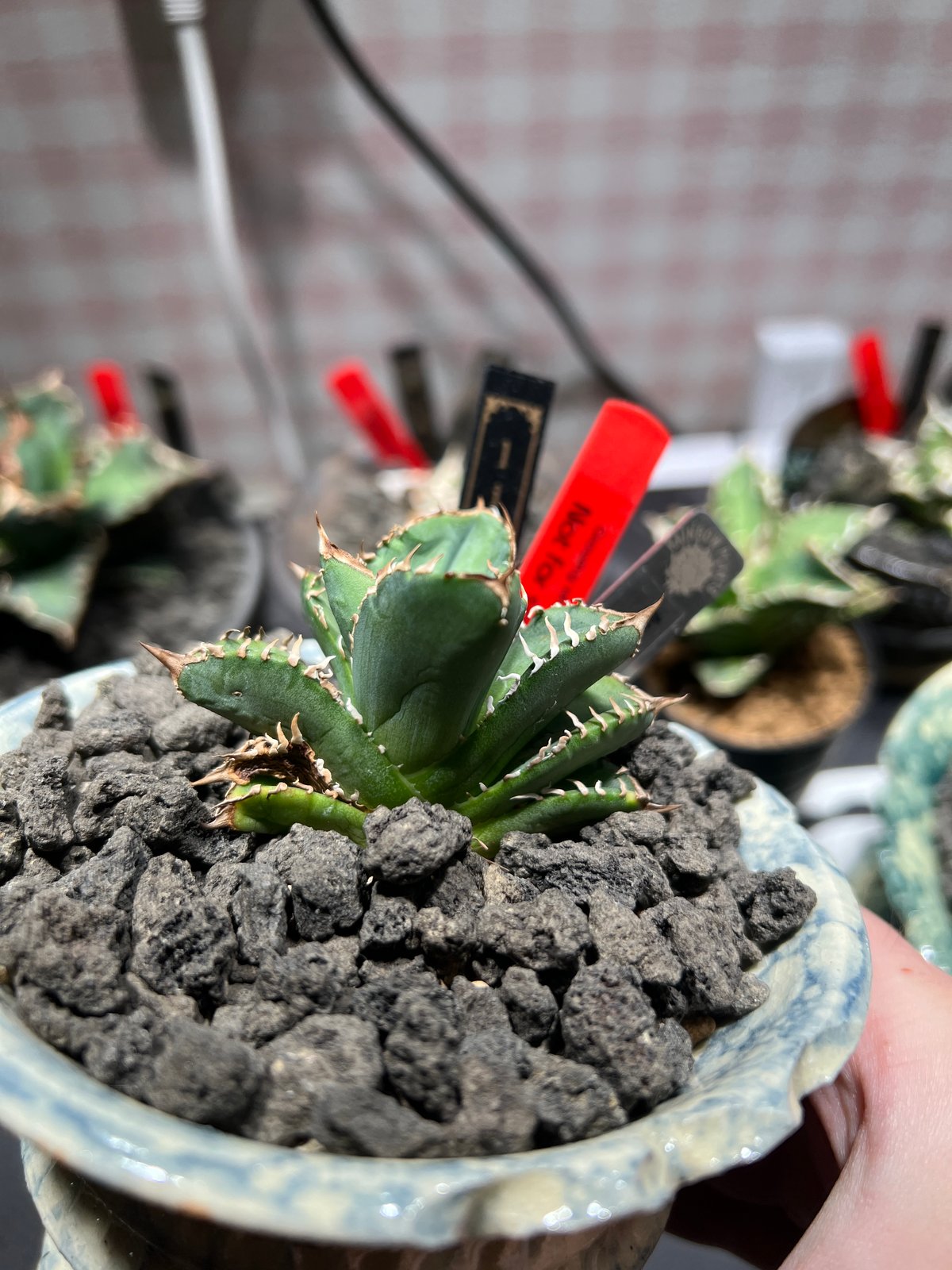Agave titanota 皇冠 crown 子株 【公式通販】