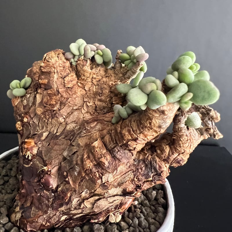 ケラリアピグマエア 現地株 発根済 b5 | HANDS PLANTS