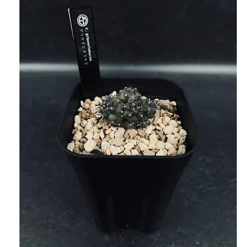 コピアポア グリセオビオラセラ 実生 群生 「Copiapoa griseoviolacea」