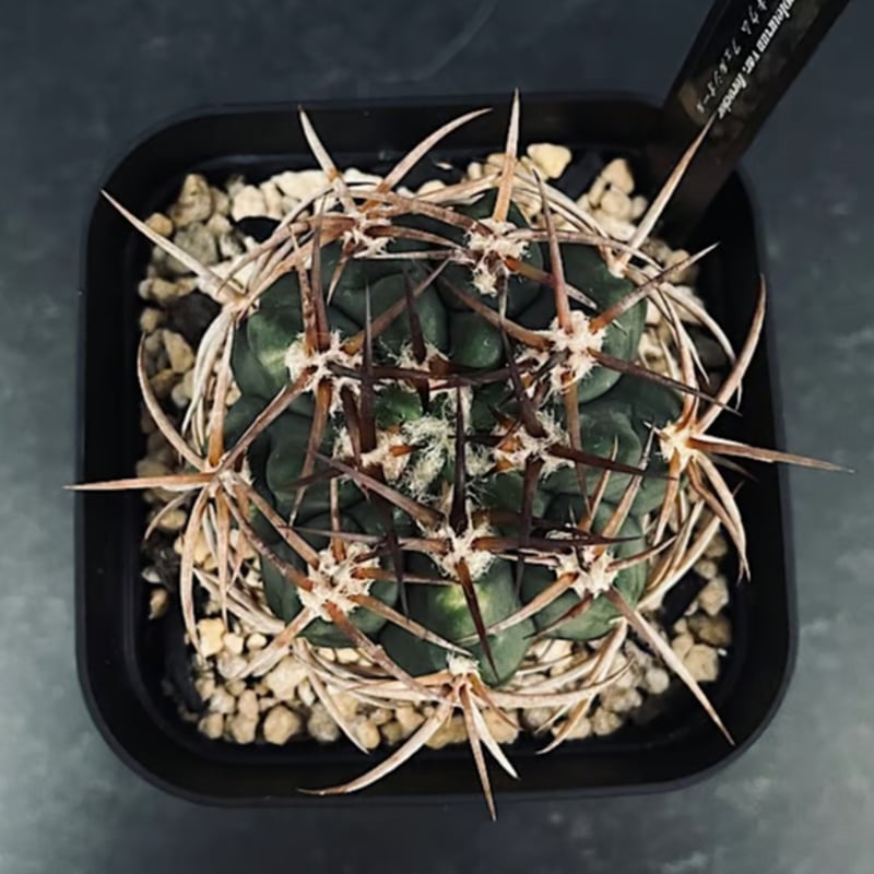 ギムノカリキウム フェロシオール 実生 「Gymnocalycium hybopleurum