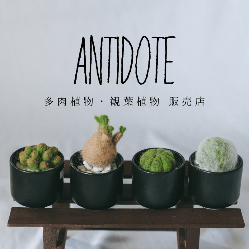 アガベ チタノタ 吉祥冠錦 OC株【発根管理中】斑入り Agave potatorum
