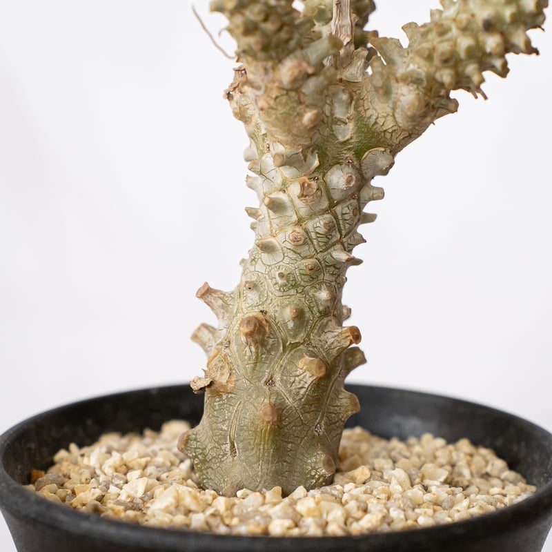 チレコドン ワリチー 奇峰錦 実生 Tylecodon wallichii コーデックス