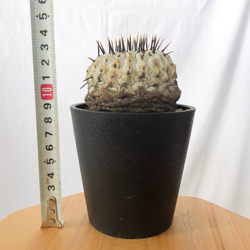 現地株】コピアポア 黒王丸 発根管理中 Copiapoa cinerea サボテン