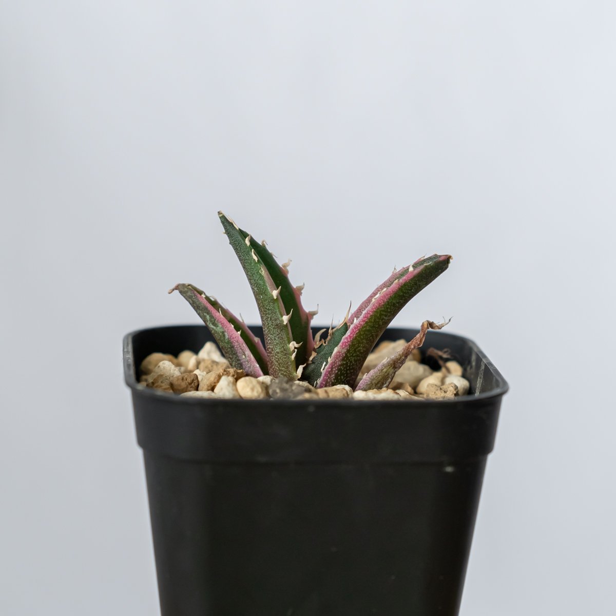 アガベ チタノタ 白鯨 白鯨錦 白覆輪 Agave titanota White Whale